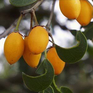 বকুল ফলৰ স্বাস্থ্য উপকাৰীতা(Health benefits of bakul&nbsp;fruits)